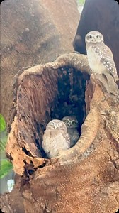 73 reactions | How can You not Love , Protect and Completely Bow before this Perfection Look at My babies and the shy one peeking and responding to My voice 冀 It is every Human Beings Duty and Karma to Respect and Devote themselves to the care and safety of Wildlife … . . . #owls #birds #wildlife #safe #safety #respect #love | Divya Seth Shah | Facebook