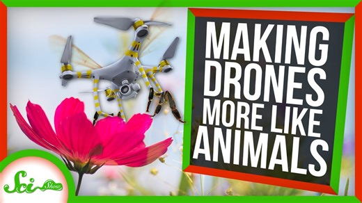 How studying animals is helping us make better drones
