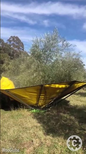 Jaw-Dropping Olive Harvesting Method You’ve Never Seen Before