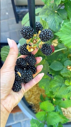 Growing Raspberries and Blackberries in containers!