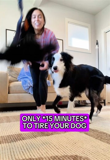 SAFETY WARNING👇 ⚠️: during tug, we go side to side low to ground - not up and down. Always play on soft grippy surfaces for 10-15mins at most! RULES & TIPS 👇 🟣 It’s easiest if your dog has basic understanding of “drop it” and wait, but I’ve found using my hand to “block” the toy can help keep my dog from rushing the toy at first 🟣 Aura learned this game more through trial & error than “training” her. Meaning, when we started, I held the toy on the ground and at first it didn’t move. She’d st