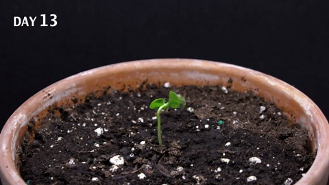 Papaya time-lapse: Growing a papaya plant from seed in 62 days!
