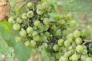 Grapevine viruses – Symptoms and Testing