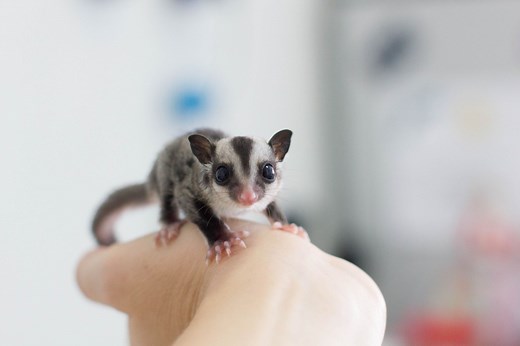 Learn How to Make the BML Diet for Your Sugar Glider