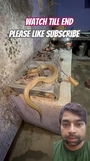 Real Snake Found in Kitchen… Scariest Moment Ever 😨🐍 #shorts