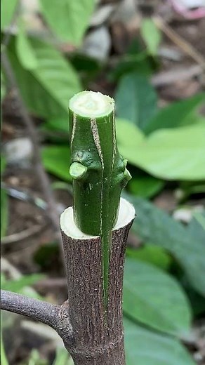 grafting and improving plants