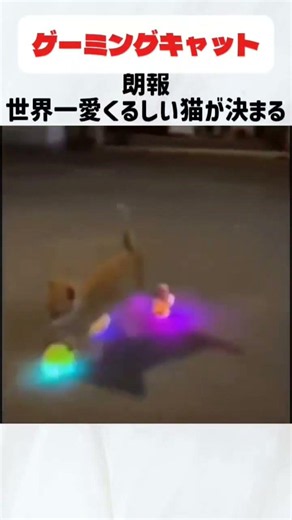 ゲーミングキャット、世界一愛くるしい猫ちゃんが決まる#可愛い#にゃんこ#ねこちゃん#一番#世界一#１番可愛い