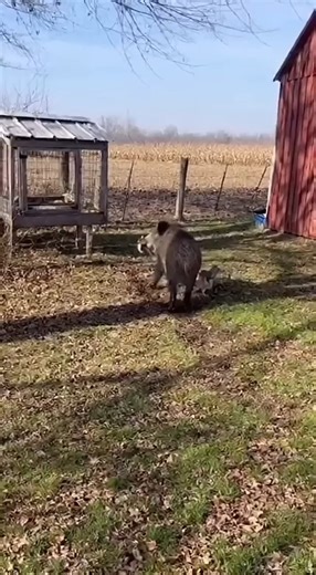 Wild Boar Grabs a Rabbit — But the Farm Dog Attacks! #boarattack #rabbitrescue #wildlife #viralvideo #animalfight | Lifeline Souls