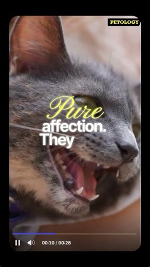 Cat Tail & Body Language Meanings 🐱 | What Your Cat Is REALLY Saying