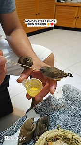 MONDAY ZEBRA FINCH BIRD FEEDING 🐥♥️ #dinothecanarybird #reelsviralシ #reelsvideoシ #reelsfbシ #viralvideoシ #reelsfypシ #fypシ #cutepets #birdwatching #fypシ゚ #birdlife #birdlover #birds #eggs #nest #petlovers #pets #animallover #zebrafinch #canarybird #pajaros #pet #pajaritos Mairon Mabilangan Elma Basaysay | Emily Mabilangan