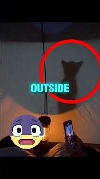 I Saved A Puma Cub Surrounded By A Wolf Pack 😱🐺