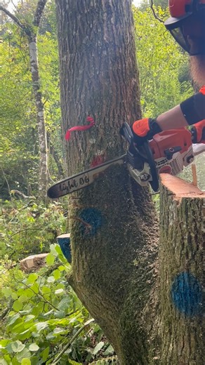 Lee Kimber on Instagram: "A very tricky felling site but some fantastic training opportunities for these students…nice dogs tooth cut practiced here in 👍🌲☕️🪓🪵. #chainsaw #training #trainingcourses #practice #dangerous #tricky #treework #arborist #treeclimbing #chainsawman #logging #treefelling #treeworker #forestry #students"