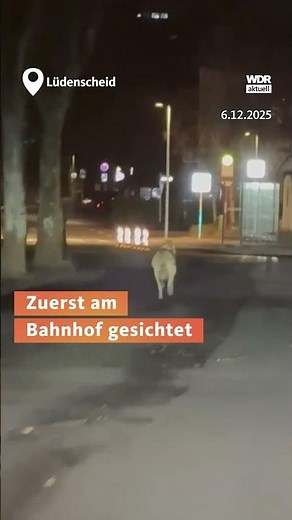 Wolf offenbar in Lüdenscheider Innenstadt gesichtet #wdraktuell #nrw #nachrichten #wolf