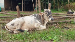 Beautiful clip of domesticated cow sitting idle in leisure at dairy farm while ruminating and chewing the food or grass, also waving its tails and ears occasionally to keep away the flies.