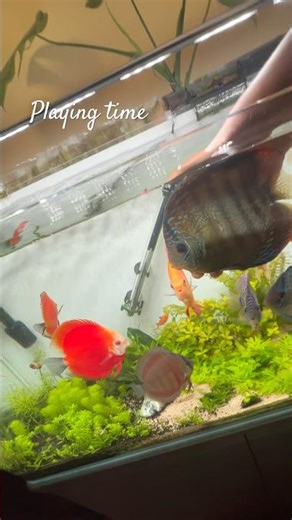 Discus fish tank