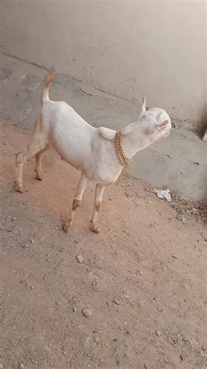 Supreme White Tedda Male Breeder Kid White Eyes Son Of Rolex Age 5 Months Haqqi Goat Farm 03442915998 WhatsApp #GOAT #goats #goatlove #goatfarm #goatchallenge #goatfarming #cute #cutebaby #cuteanimals #cutenessoverload #Pakistan #sorotan #trending #trend #fbreels #virals #view #fypchallenge #fypシ゚ #fypシ゚viralシ #foryouシ #foryoupageシ | Haqqi Goat Farm