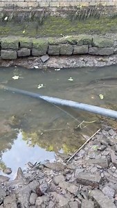 1.2M views · 3K reactions | Eels were once common in the River Irk,...