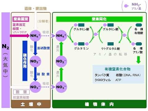 植物の窒素同化，窒素固定細菌の窒素固定，硝化細菌の硝化作用（ゆうきのバイオロジー） 音声なし