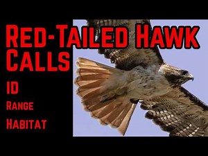 Red-tailed Hawk Calls & Sounds | ID, Habitat & Range