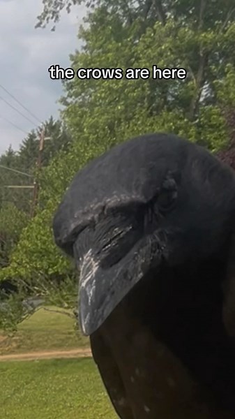 milkhouse6000 on Instagram: "day26&64: hello i am back its me again hi. today is another recrowspective, rerun, vintage crowback sunday✨🎉✨ n today we’re going back2back with day 26 AND 64. wait is today sunday ok i just checked it is phew that was close. anywhoa, these old vintage dusty crusty videos are very calm n soothing… well maybe, what do i kno! Ok i’mma be back later like tomorrow. c ya!!! . . . . . #crows #corvid #corvids #corvidsofinstagram #crowsofinstagram #dubia #dubiaroaches #corv