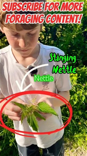 How to be safe whilst picking nettles! #wildfood #foraging