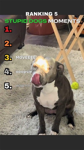 "Top 5 Dogs Having the Silliest Brain Moment 😂🐾" #shorts #sillydogs #doglover #dogranking #viral