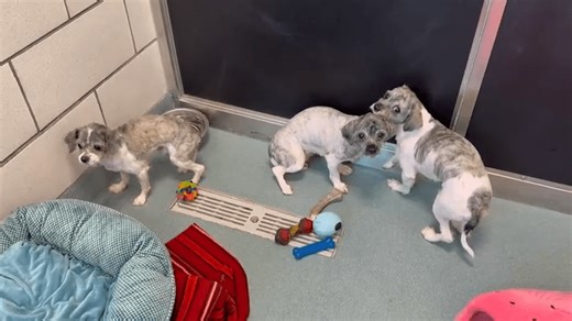 Erie County SPCA rescues 22 small dogs from Williamsville home