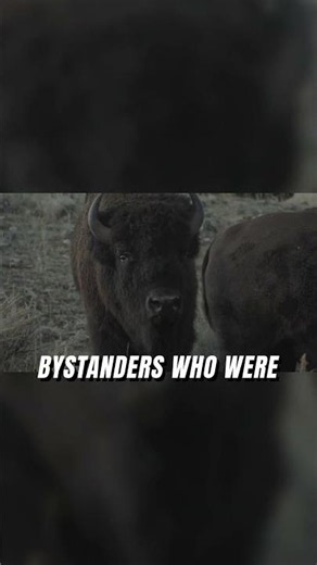 Bison rut & crowds: A deadly combo in Yellowstone!