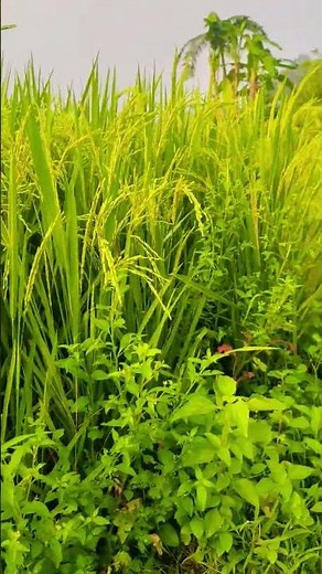 🌾How to Start Paddy Cultivation | Step by Step Farming Process #ytshorts #short #shorts #shortsfeed