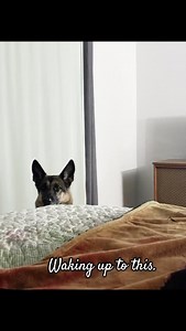 Matt took a nap and woke up to this. Libby doing Shepard things. Just casually watching him while he sleeps 🤣 #germanshepard #petsofig #dogsofinstagram | Holly Smith