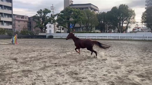 ˚*.꒰ 🐴🎉Happy Birthday🎉꒱.*˚今日4月2日は、TCCホース・ハーマイオニー13歳のお誕生日です🎂競走馬としては6戦0勝。現在は鹿児島大学馬術部で暮らす通称「ハーちゃん」は、部員の皆さんとともに日々の練習や競技会に励みながら、毎日を元気に過ごしています🐎全日本学生馬術大会にも出場するなど、これからの活躍もとても楽しみな女の子です。人に愛されながら努力を重ねるハーちゃん🎀これからも穏やかで幸せな毎日が続きますように🍀. . :・゜。:・゜:・゜。:・゜。ㅤㅤ. . :・゜。:・゜:・゜。*:・゜。*ㅤㅤハーマイオニーの暮らしを一緒に応援しませんか？【🔍詳しくはこちら】で検索https://t.co/vDEvY9W8Nn. . :・゜。:・゜:・゜。:・゜。ㅤㅤ. . :・゜。:・゜:・゜。*:・゜。*ㅤ#tcc引退競走馬ファンクラブ#TCCホース#ハーマイオニー