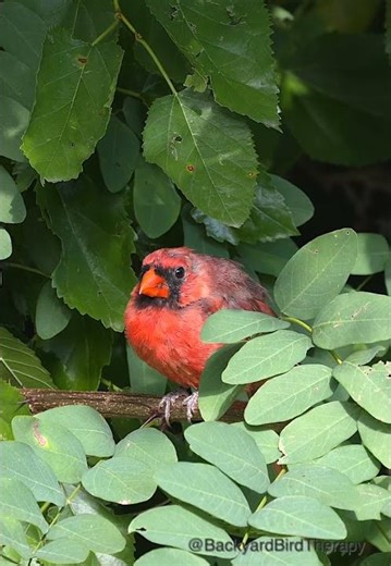 2025 Summer backyard: Northern cardinal hidden in a tree. #birds #birdlovers #backyard