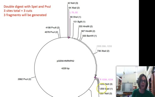 如何读取质粒载体图谱 plasmid vector map