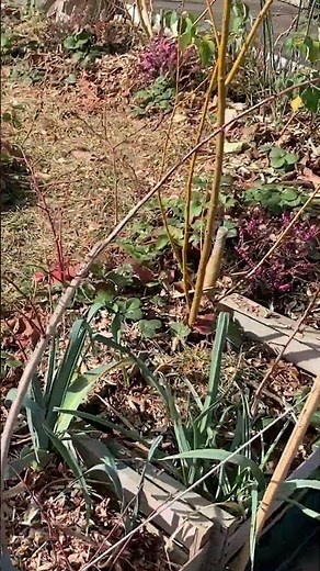 🫐✂️ When to Prune Blueberry Bushes for the Best Harvest? Timing is Key! 🌿