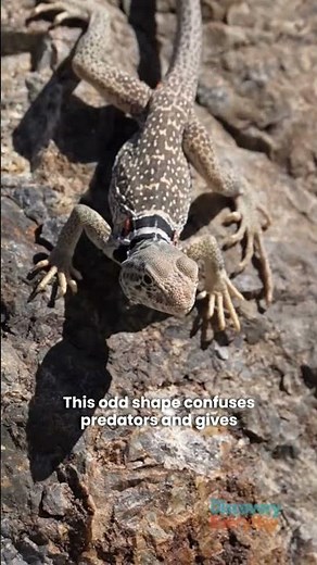 🤯 Secret: The Reptile That Wears a Fake Hat to Fool Predators!