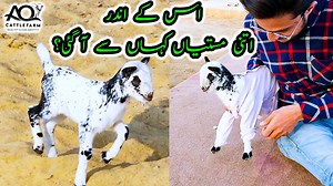 Baby Goat Ne Full Enjoy Karwa Diya 😂 AQ Cattle & Goats Farm | Cattle Market Karachi