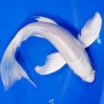 Ogon Koi Fish as found on Next Day Koi