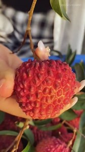 24K views · 261 reactions | #lychee #farming #reels | Himalayan Farming | Facebook