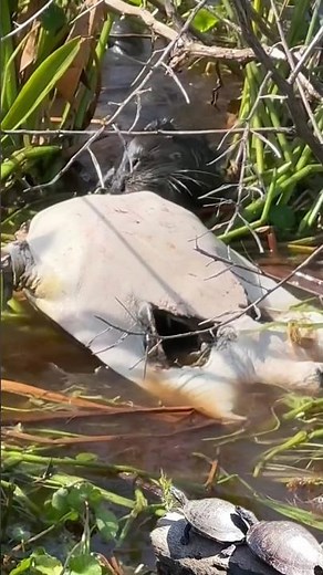 otter_turtle