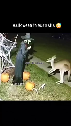 Halloween Kangaroo: Australia’s Unique Festivities