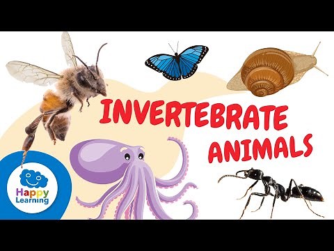 INVERTEBRATE ANIMALS for kids - Arthropods, mollusks, worms, cnidarians, and echinoderms.