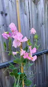 5.1K views · 23 reactions | Sweet pea solstice salmon #gardening #vegetablegardening #raisedbedgardening #deogardener #fyp #reelsviral #sweetpeas | Deo N A Valenzuela | Facebook
