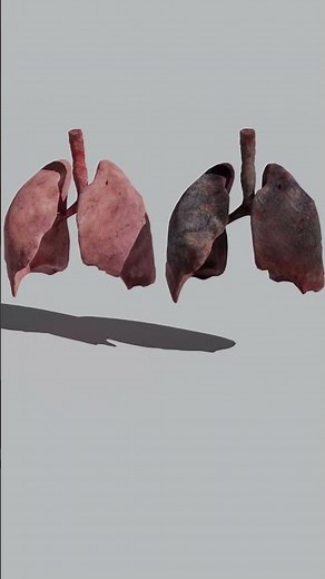 Healthy Lungs vs Smoking Lungs: A 3D Breathing Animation #3danimation #blender #smokingboy