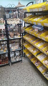 We have hundreds of different shells to choose from! Which is your favorite? | Gay Dolphin Gift Cove