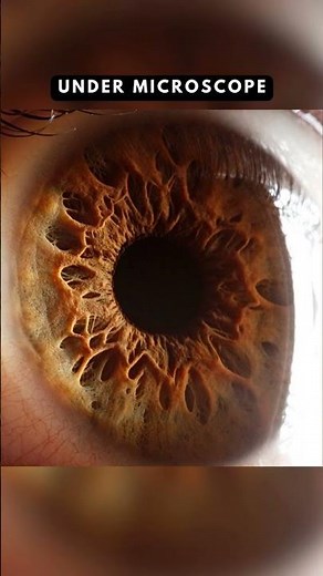 Things Under Microscope | What Things Look Like Under A Microscope #microscopeview #comparison