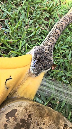 THAT IS A DOG TOY NOT FOOD!! 🤦🏽‍♀️ 😂 This silly coastal carpet Python had mistaken the smell and feel of two dog toys for food! It managed to swallow an entire pink elephant toy, and was starting to swallow the second one when Wooly arrived. Not long after the camera was turned off, the hose annoyed the snake enough that it unlatched from the second toy. The snake was taken straight up to the wildlife hospital for immediate surgery to remove the pink elephant toy. The surgery was SUCCESSFUL a