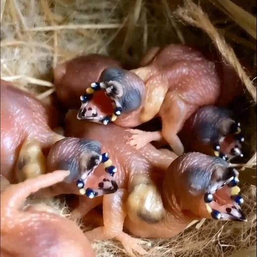 I rarely visit the old stable, but yesterday something completely unexpected broke all my routines. 🌾 When I opened the door, dusty light streamed across the floor in a strange, shimmering way, and I noticed movement in a corner. My heart skipped a beat, and at first, I couldn’t tell if it was alive or not. 💓 Tiny, fragile creatures, motionless and silent, seemed hidden from the entire world. 😯 Every twitch, every small movement filled me with tension. I sat beside them, trying to understand 