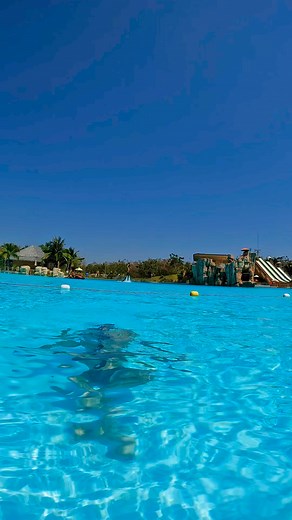 4.5K views · 67 reactions | *Adds to cart*  #fyp #summer #underwater #snorkeling #diving #snorkel #gopro | Lung Tank | Facebook