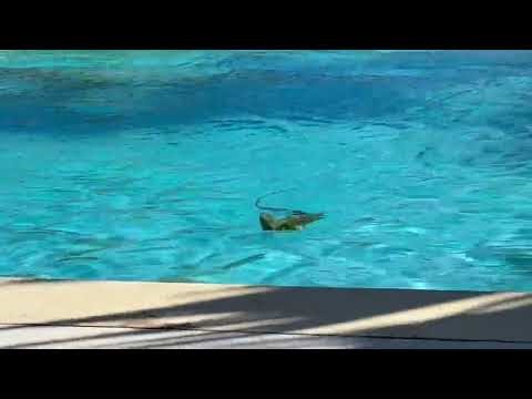 Iguanas swim at the pool