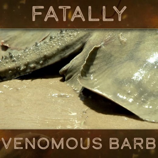 95K views · 3K reactions | Jeremy catches a smaller sized specimen of stingray than he's looking for. He's able to get up close to its mortally dangerous barb. #RiverMonsters #JeremyWade #Stingray | River Monsters Global | Facebook